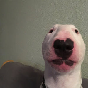 Meet your Posher, Harrison